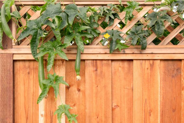 highend trellis fence